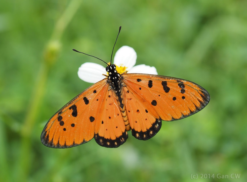 taxo4254 Acraea terpsicore